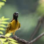 Royal horizons baobab