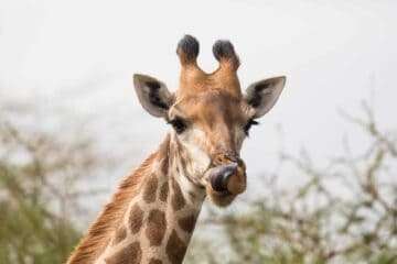 Liefde voor de giraffe