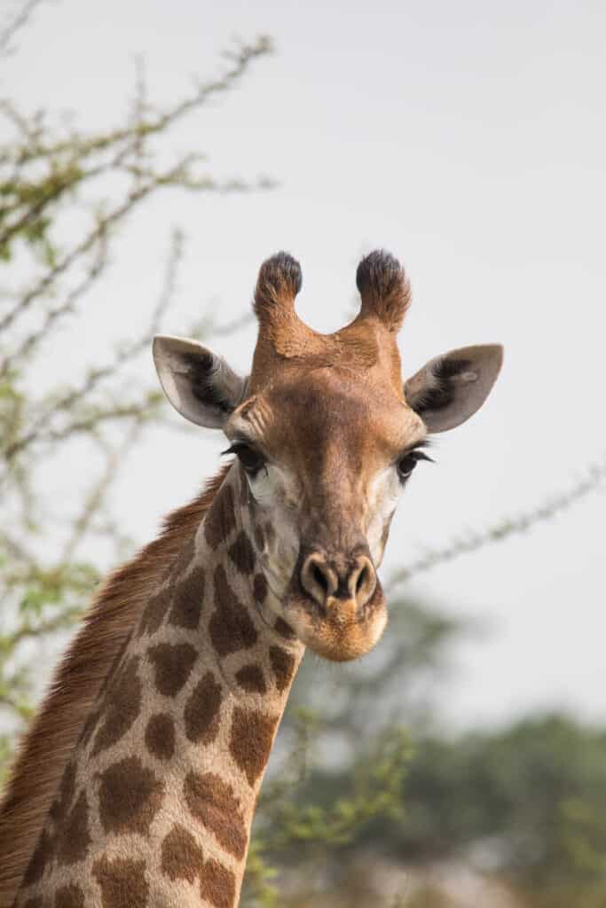 Giraffe Senegal