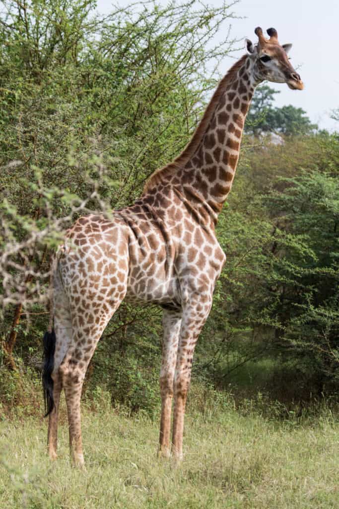 Giraffe Senegal