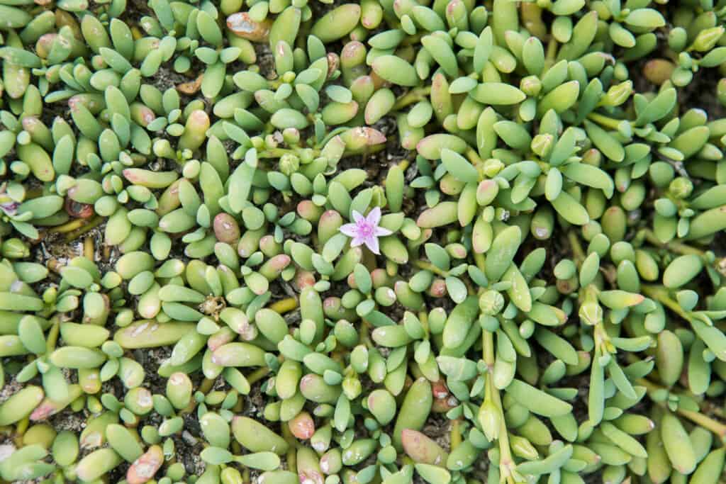 Beplanting klein curacao