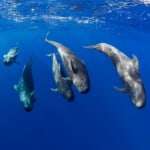duurzaam reizen walvissen spotten