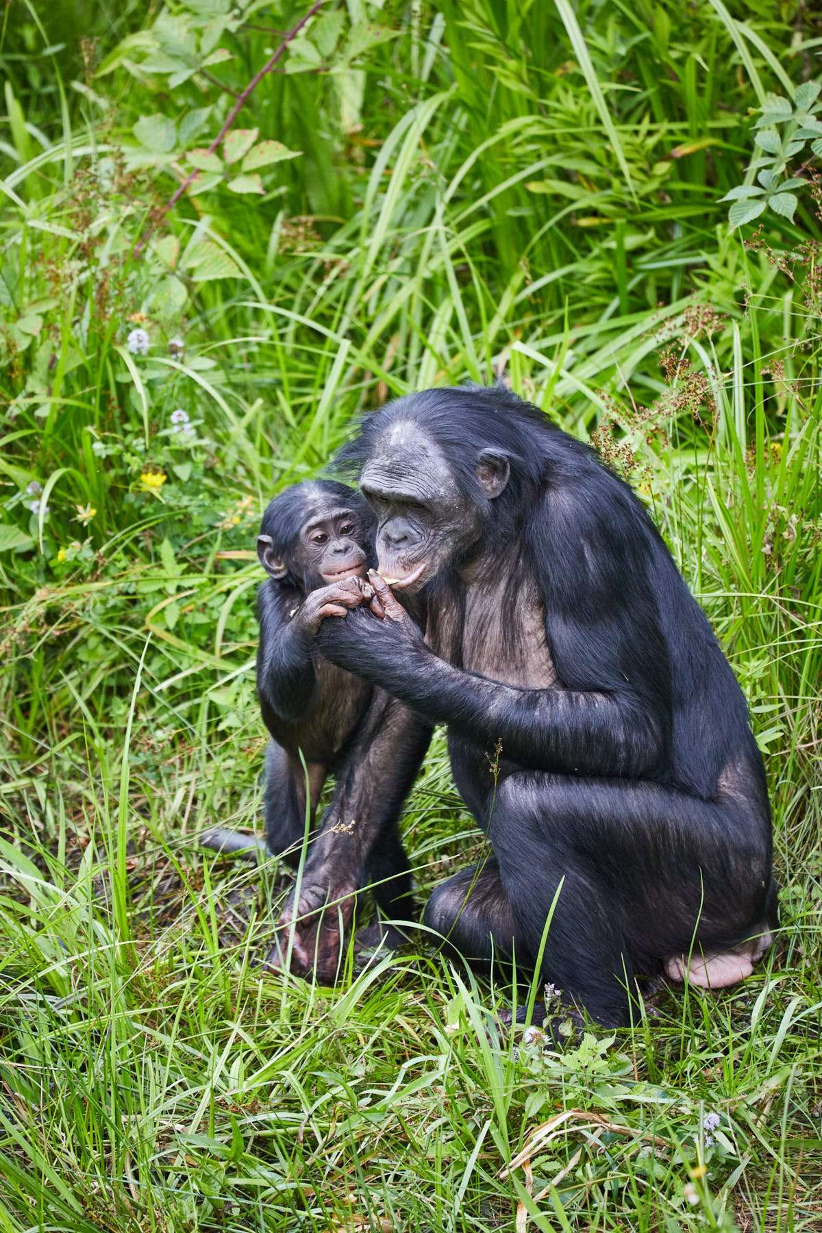 Bonobo moeder met jong