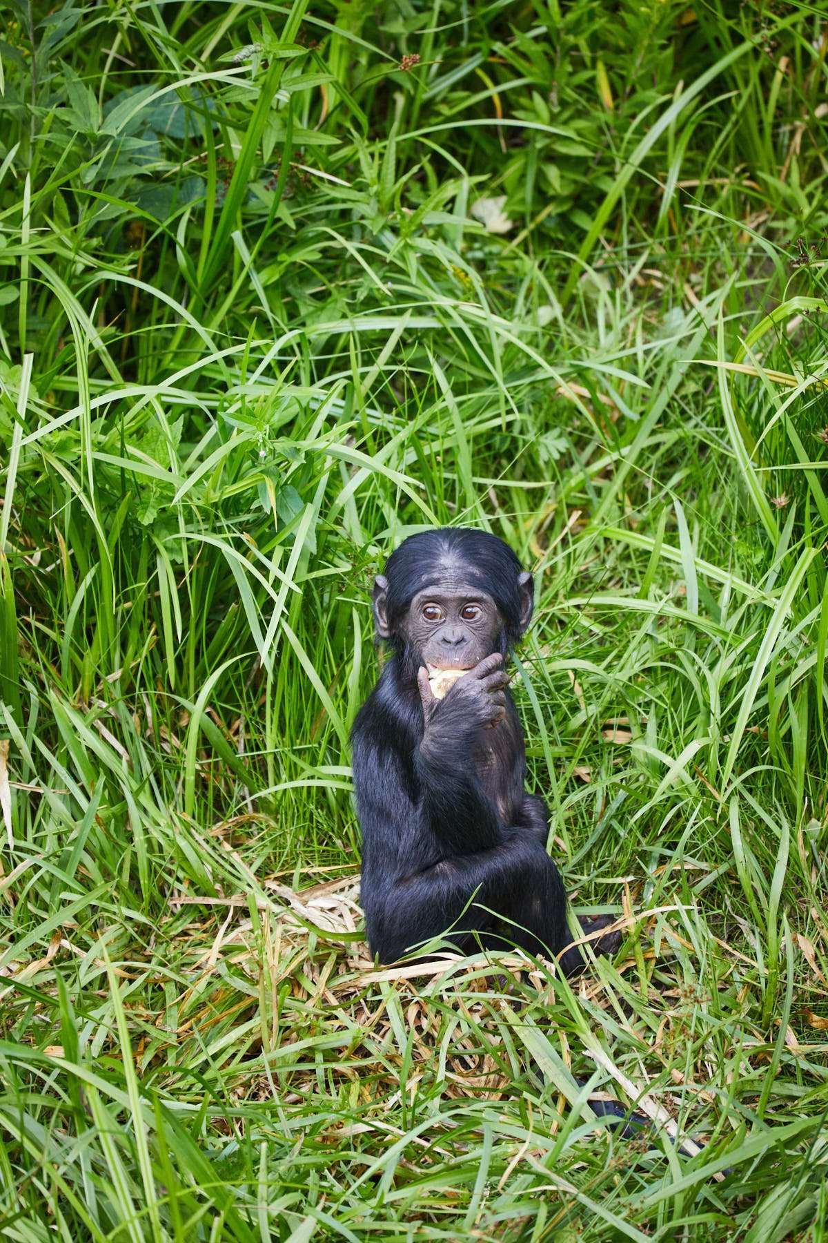 Bonobo jong