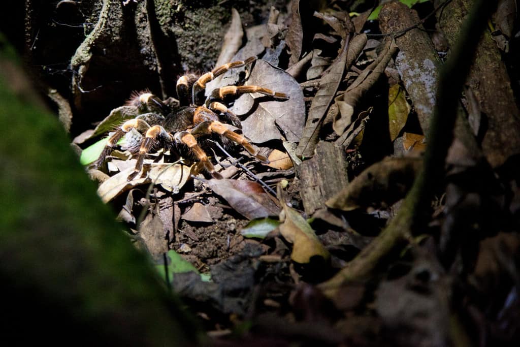 Spinnen van Costa Rica