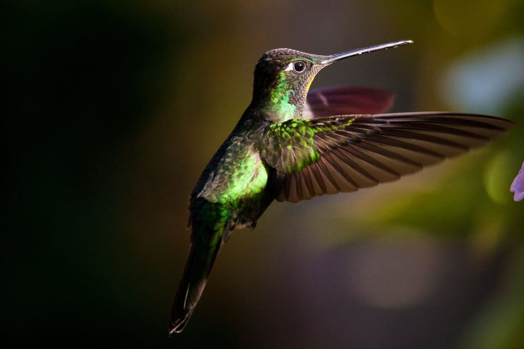 Kolibri's van Costa Rica