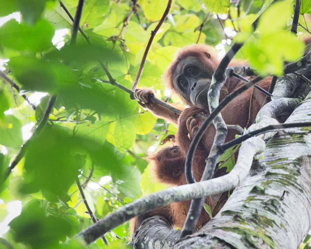 Moeder en kind orang oetan