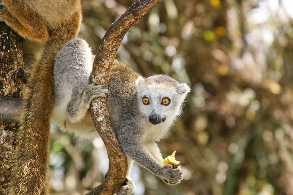 Red crowned lemur dieren van madagaskar