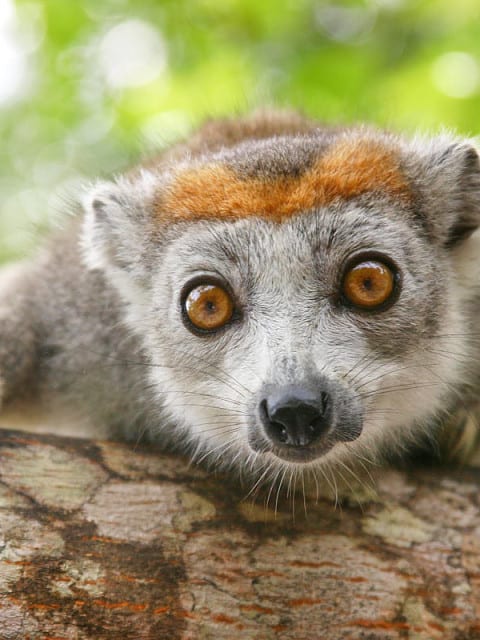 Red crowned lemur
