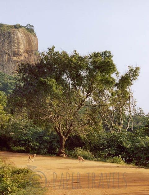 The lion rock, Sri Lanka
