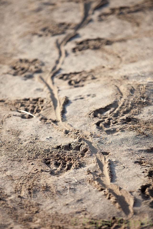 Voetsporen van een komodo varaan