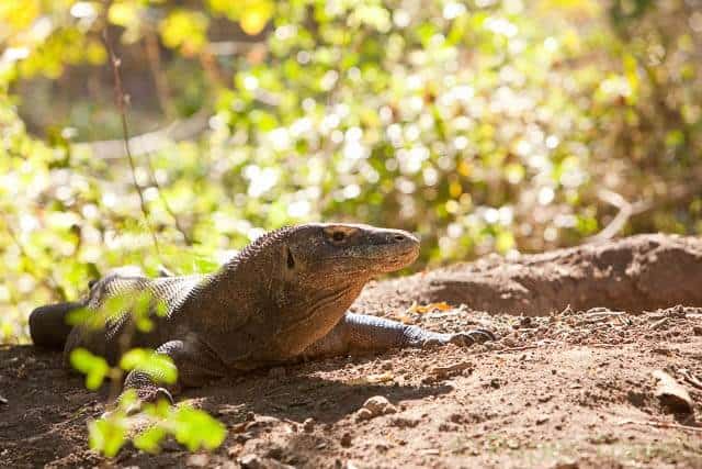 Komodo draken | simoneskitchen.nl