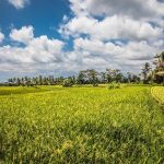 Bali rijstvelden 1
