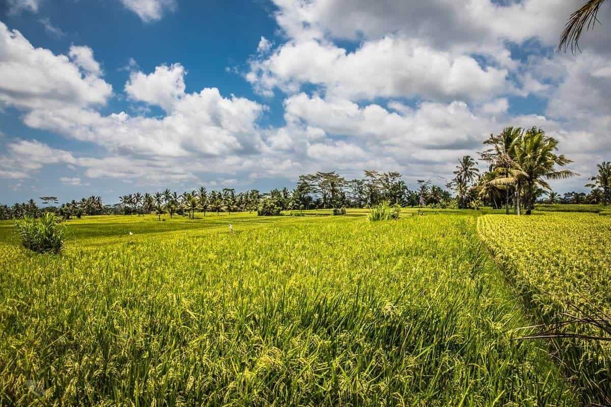 Bali rijstvelden