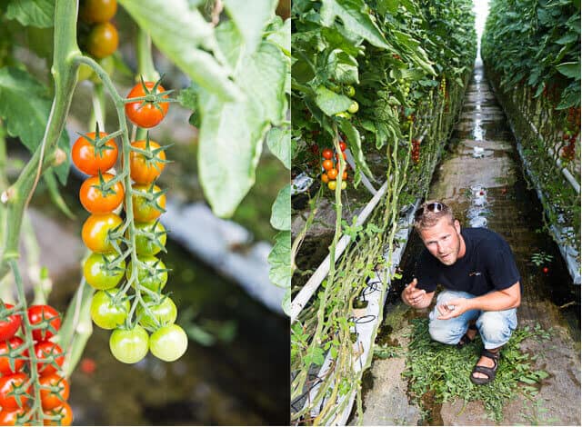 Tomaten kwekerij | simoneskitchen.nl