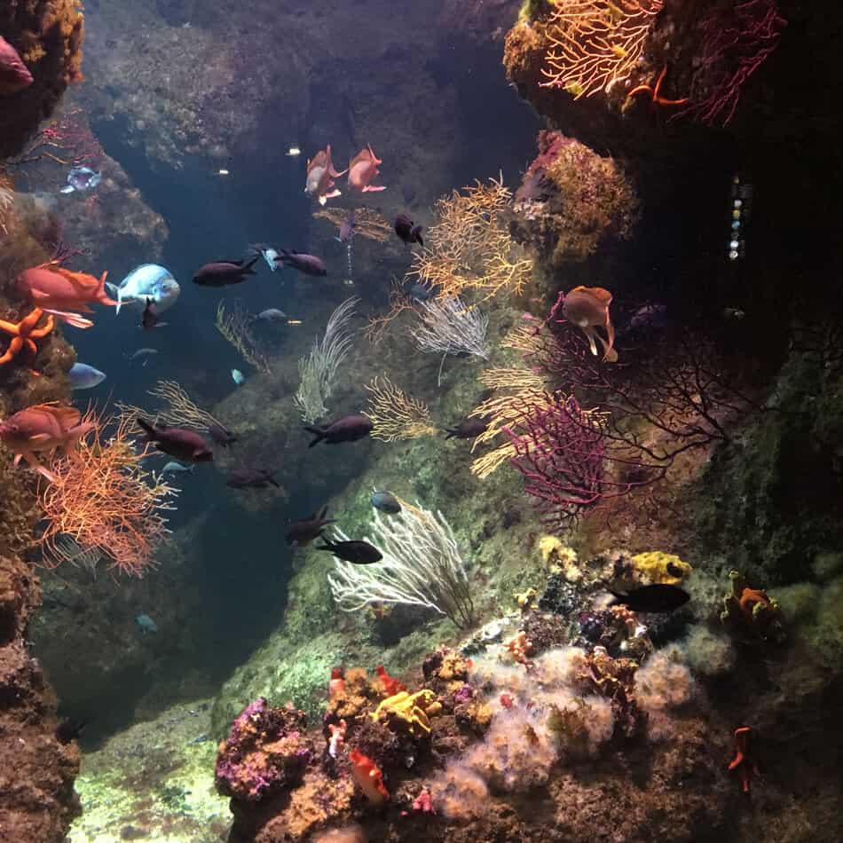 la-rochelle-aquarium2