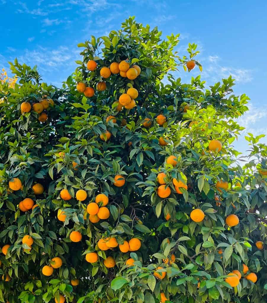 sinaasappelbomen