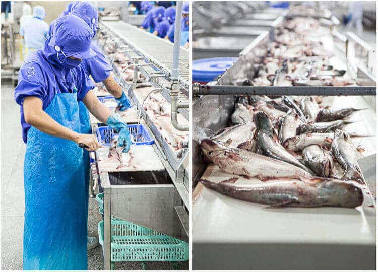 Het begin van het proces. De vissen komen binnen en worden gefileerd